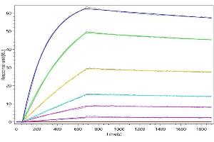 SIGLEC9 Recombinant Monoclonal Antibody captured on Protein A Chip can bind Macaca fascicularis SIGLEC9 with an affinity constant of 4.