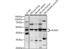 Western blot analysis of extracts of various cell lines, using RUNX1 antibody (ABIN3022803, ABIN3022804, ABIN3022805 and ABIN6219236) at 1:1000 dilution. (RUNX1 anticorps  (AA 150-250))