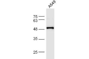 A549 cell lysates probed with Anti-F-Actin Polyclonal Antibody, Unconjugated  at 1:5000 for 90 min at 37˚C. (F-Actin anticorps  (AA 1-50))