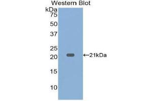 Western Blotting (WB) image for anti-Tumor Necrosis Factor alpha (TNF alpha) (AA 80-235) antibody (ABIN5662008) (TNF alpha anticorps  (AA 80-235))