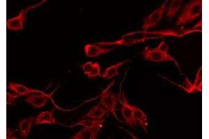 ABIN6276582 staining HeLa by IF/ICC. (SERPINB5 anticorps  (Internal Region))