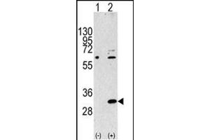 Western blot analysis of EIF4E2 Antibody (N-term) polyclonal antibody (ABIN388676 and ABIN2838643) (arrow).