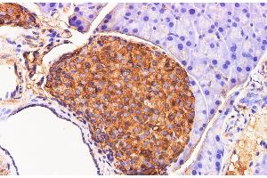 Immunohistochemistry of paraffin-embedded Mouse pancreas using Chromogranin A Polyclonal Antibody at dilution of 1:200 (Chromogranin A anticorps)