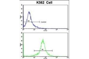 Flow cytometric analysis of K562 cells using TALDO1 Antibody (Center)(bottom histogram) compared to a negative control cell (top histogram). (TALDO1 anticorps  (AA 186-215))