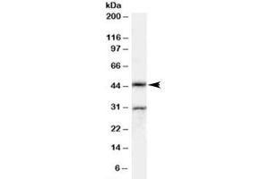 Western blot testing of rat testis lysate with Actl7b antibody at 0.