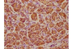 IHC image of ABIN7175225 diluted at 1:100 and staining in paraffin-embedded human pancreatic tissue performed on a Leica BondTM system.