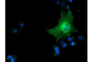 Anti-CD80 mouse monoclonal antibody (ABIN2452894) immunofluorescent staining of COS7 cells transiently transfected by pCMV6-ENTRY CD80 (RC206540). (CD80 anticorps)