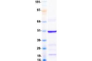 Validation with Western Blot (SGCA Protein (Transcript Variant 1) (Myc-DYKDDDDK Tag))