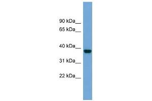 ATP1B4 antibody used at 1 ug/ml to detect target protein. (ATP1B4 anticorps)