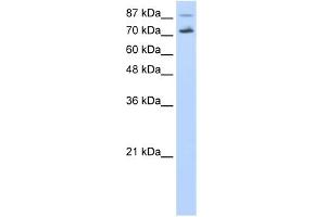 WB Suggested Anti-CDC25B Antibody Titration:  0. (CDC25B anticorps  (N-Term))