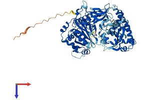 AlphaFold protein structure predicition of Human Recombinant ACSBG2 Protein, UniprotID Q5FVE4