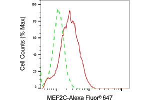 Flow cytometric analysis of MEF2C expression in Raji cells using MEF2C antibody (ABIN7799516), 1:2,000). (MEF2C anticorps)