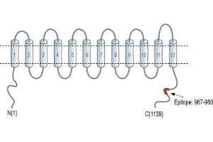 Representative domain view of the target of ABIN7043673.