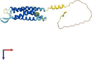 AlphaFold protein structure predicition of Human Recombinant SYNGR4 Protein, UniprotID O95473