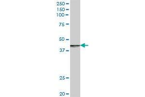 RABEP2 MaxPab polyclonal antibody.
