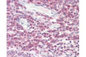 Anti-DPM1 antibody IHC staining of human tonsil. (DPM1 anticorps  (AA 15-28))