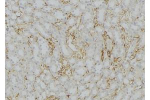 ABIN6272569 at 1/100 staining Mouse kidney tissue by IHC-P. (COX7B anticorps  (Internal Region))