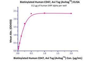 Immobilized Human SIRP alpha Protein, His Tag (Cat# SIA-H5225 ) at 2 μg/mL (100 μL/well) can bind Biotinylated Human CD47 Protein, Fc Tag (Cat# CD7-H82F6 ) with a linear range of 8-250 ng/mL.