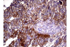 Image no. 4 for anti-Wingless-Type MMTV Integration Site Family, Member 3 (WNT3) (AA 128-355) antibody (ABIN1490901)