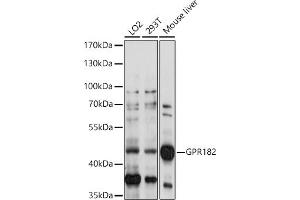 Western blot analysis of extracts of various cell lines, using GPR182 antibody (ABIN7267301) at 1:1000 dilution. (G Protein-Coupled Receptor 182 anticorps  (AA 250-350))