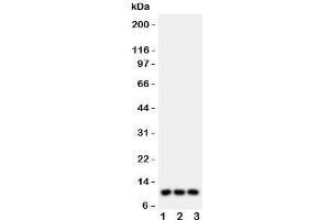 Western blot testing of CCL1 antibody and Lane 1:  U87;  2: MCF-7;  3: COLO320 lysate. (CCL1 anticorps  (AA 24-96))