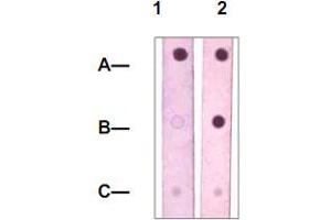 Dot Blot : 1 ug peptide was blot onto NC membrane. (STAT4 anticorps  (pTyr693))