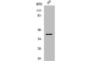 Western Blot analysis of 293 cells using PAR4 Polyclonal Antibody (PAWR anticorps  (C-Term))