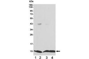 Western blot testing of 1) monkey COS7, 2) human MCF7, 3) human HCT116 and 4) human A549 cell lysates using S100A6 antibody 1:1000. (S100A6 anticorps)