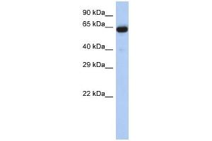 LRRTM1 antibody used at 1 ug/ml to detect target protein. (LRRTM1 anticorps  (Middle Region))