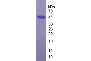 SDS-PAGE analysis of Human SIGLEC7 Protein. (SIGLEC7 Protéine)