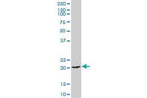 CCDC126 MaxPab polyclonal antibody. (CCDC126 anticorps  (AA 1-140))