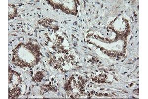 Image no. 7 for anti-OTU Domain, Ubiquitin Aldehyde Binding 1 (OTUB1) antibody (ABIN1499932)