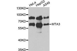 Western blot analysis of extracts of various cell lines, using MTA3 antibody. (MTA3 anticorps)