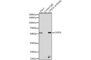 Immunoprecipitation analysis of 300 μg extracts of HeLa cells using 3 μg CPSF3L antibody (ABIN6130873, ABIN6138970, ABIN6138971 and ABIN6222240). (CPSF3L anticorps  (AA 331-600))