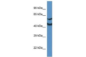 WB Suggested Anti-Ndrg2 Antibody   Titration: 1. (NDRG2 anticorps  (Middle Region))