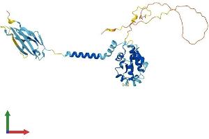 AlphaFold protein structure predicition of Human Recombinant SIGIRR Protein, UniprotID Q6IA17