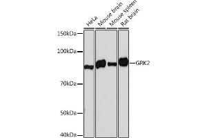Western blot analysis of extracts of various cell lines, using GRK2 Rabbit mAb (ABIN7265504) at 1:1000 dilution. (GRK2 anticorps)