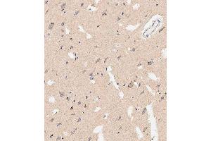 Immunohistochemical analysis of paraffin-embedded human brain tissue using E performed on the Leica® BOND RXm. (Prohibitin 2 anticorps  (AA 225-255))