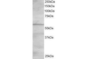 ABIN2564296 staining (1. (OSBPL2 anticorps  (C-Term))