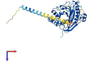 AlphaFold protein structure predicition of Human Recombinant B4GALT4 Protein, UniprotID O60513