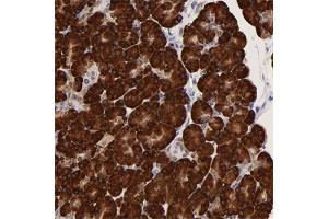 Immunohistochemical staining of human pancreas with ZNF74 polyclonal antibody  shows strong cytoplasmic positivity in exocrine glandular cells. (ZNF74 anticorps)