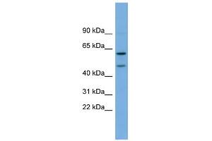 WB Suggested Anti-OMG Antibody Titration:  0. (OMG anticorps  (Middle Region))