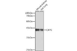 Western blot analysis of extracts of various cell lines, using CAPG Rabbit mAb (ABIN7266061) at 1:1000 dilution. (CAPG anticorps)