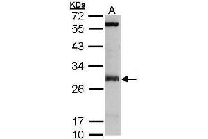WB Image Sample (30 ug of whole cell lysate) A: Molt-4 , 12% SDS PAGE antibody diluted at 1:3000 (IDI1 anticorps)