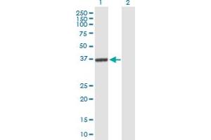 Western Blot analysis of GLRX3 expression in transfected 293T cell line by GLRX3 MaxPab polyclonal antibody. (GLRX3 anticorps  (AA 1-335))