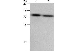 Western Blot analysis of LoVo and Hela cell using PABPC1 Polyclonal Antibody at dilution of 1:500 (PABP anticorps)