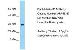 Image no. 1 for anti-Neurotrophin 3 (NTF3) (AA 23-72) antibody (ABIN6749937)
