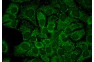Immunocytochemistry/Immunofluorescence analysis using Mouse Anti-Hsp90 alpha Monoclonal Antibody, Clone 2G5.