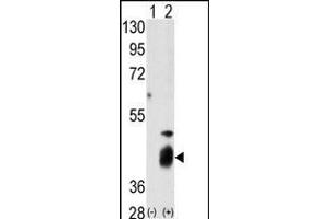 Western blot analysis of DUSP7 (arrow) using DUSP7 Antibody (N-term) (R). (DUSP7 anticorps  (N-Term))