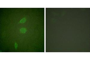 Peptide - +Immunofluorescence analysis of NIH/3T3 cells, using HDAC5 antibody (#C0225). (HDAC5 anticorps)